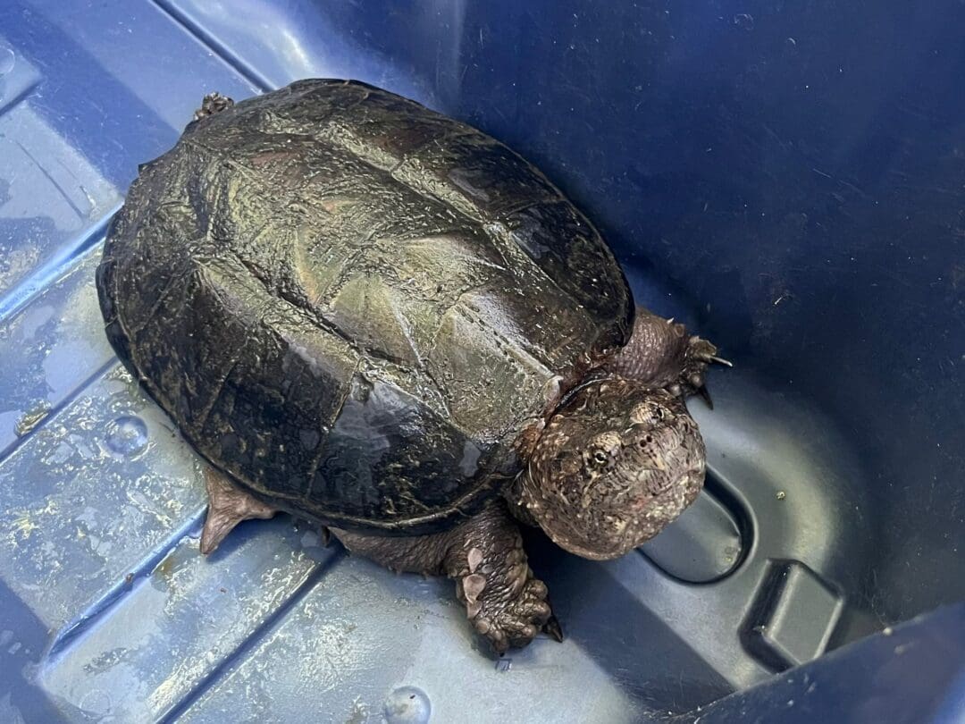 Snapping turtles can be defensive when approached. They’re much calmer when you don’t have to touch them at all!