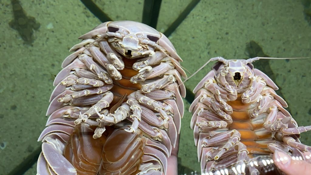 Giant Isopods