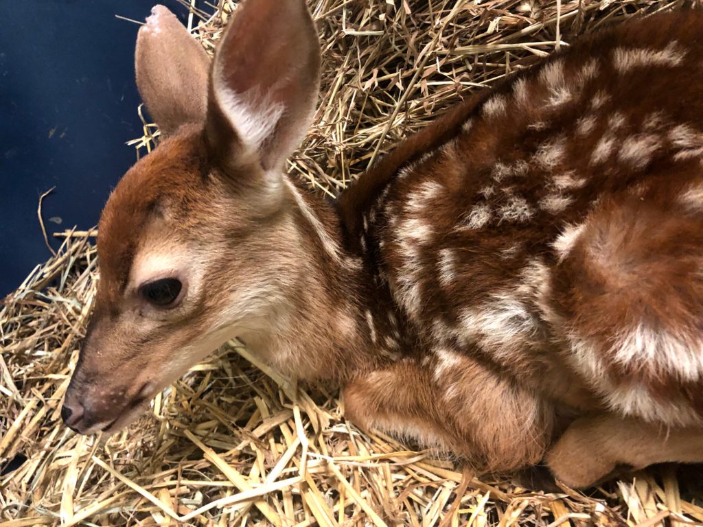 "Artemis" the white-tailed deer fawn at the Virginia Living Museum