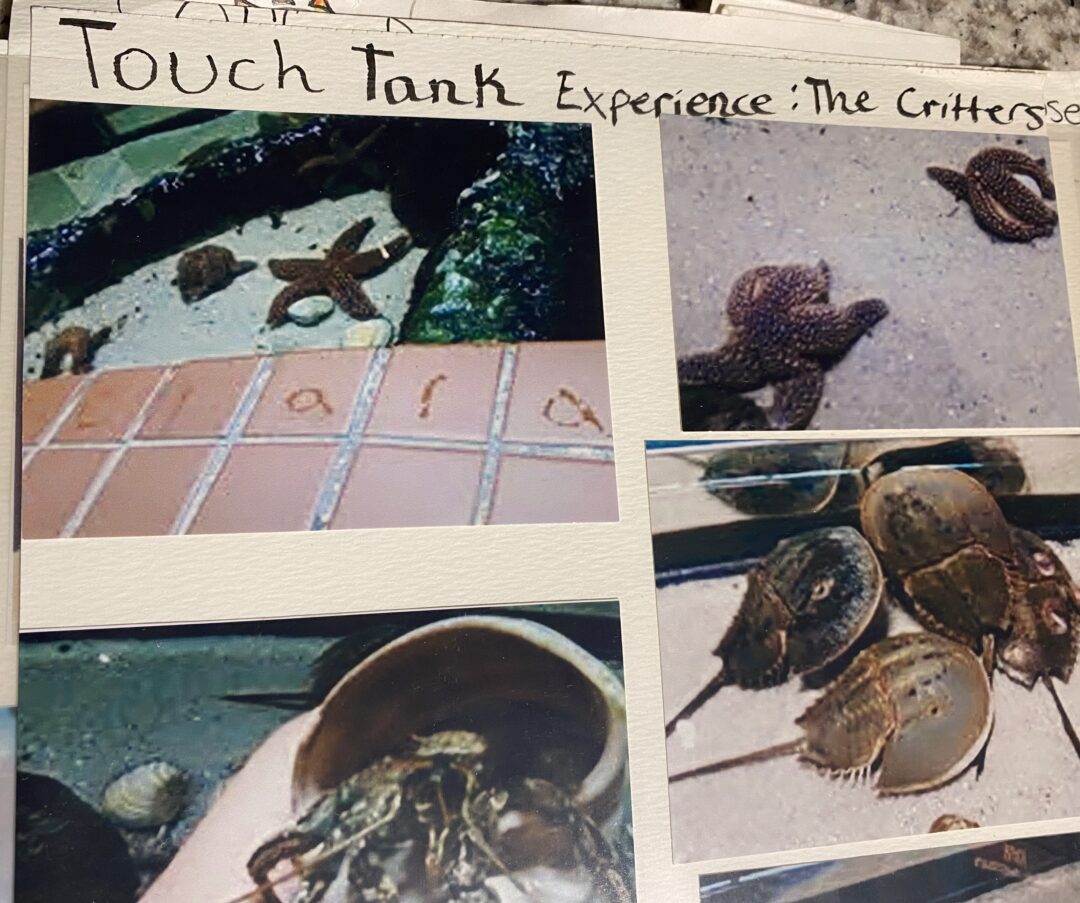 Photo montage of the animals in the touch tank at the Virginia Living Museum