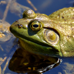 Noisy Neighbors: A Frog Story
