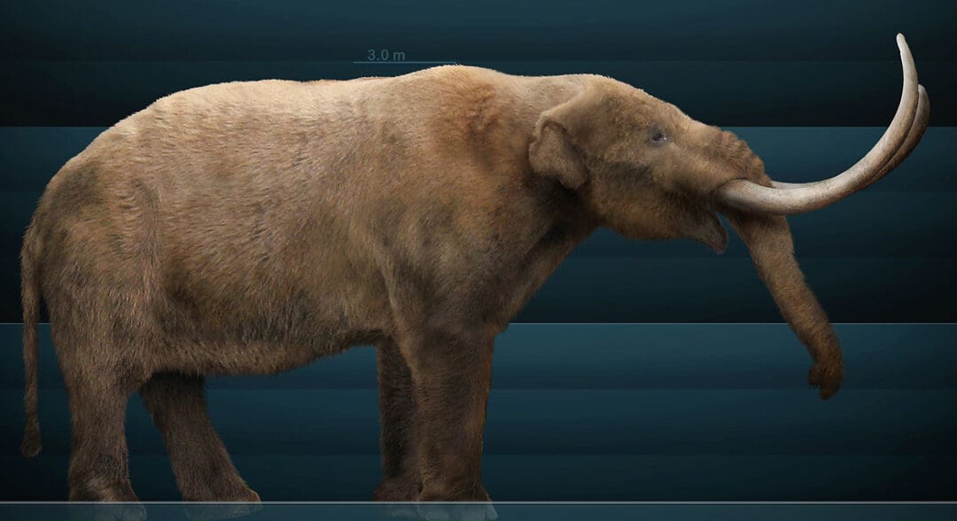 The American mastodon (Mammut americanum). Art credit: Sergiodlarosa