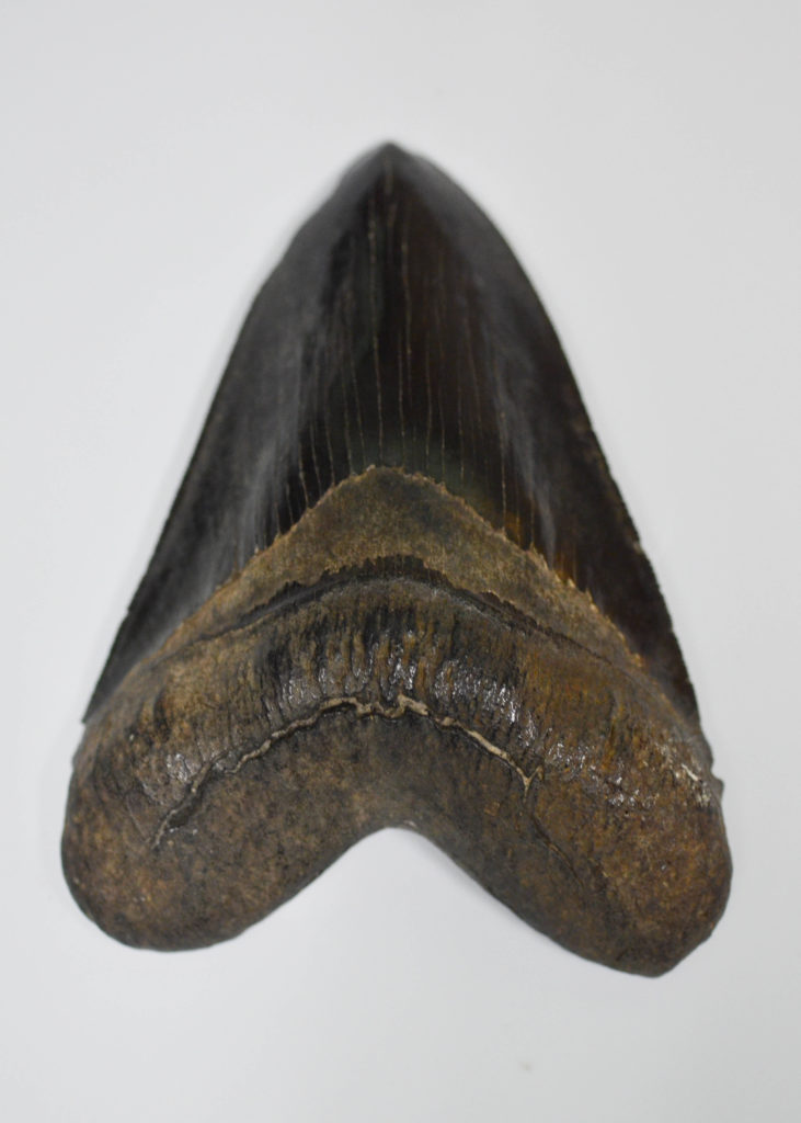 Virginia Living Museum | Shark Teeth