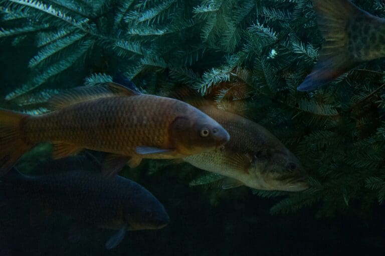 Fish in our Mountain Cove enjoy Christmas Tree Enrichment.