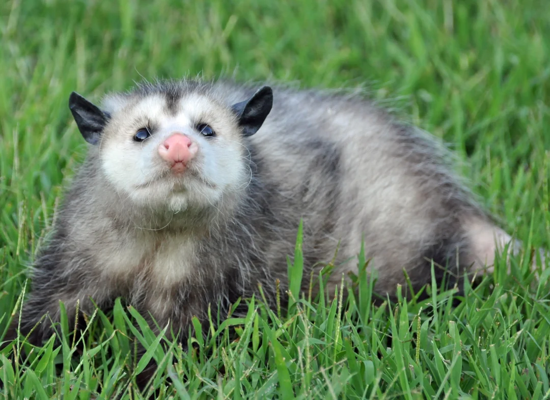 Opossum