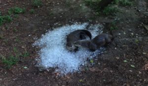 The otters love playing in ice on a hot summer day