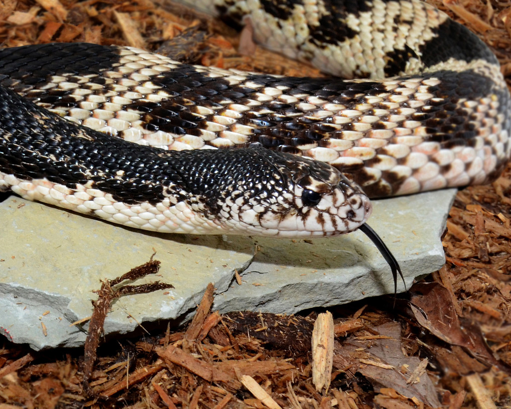 The nonvenomous Pine Snake will vibrate it's tail, mimicking a rattlesnake when threatened. Photo credit: Karl Rebenstorf