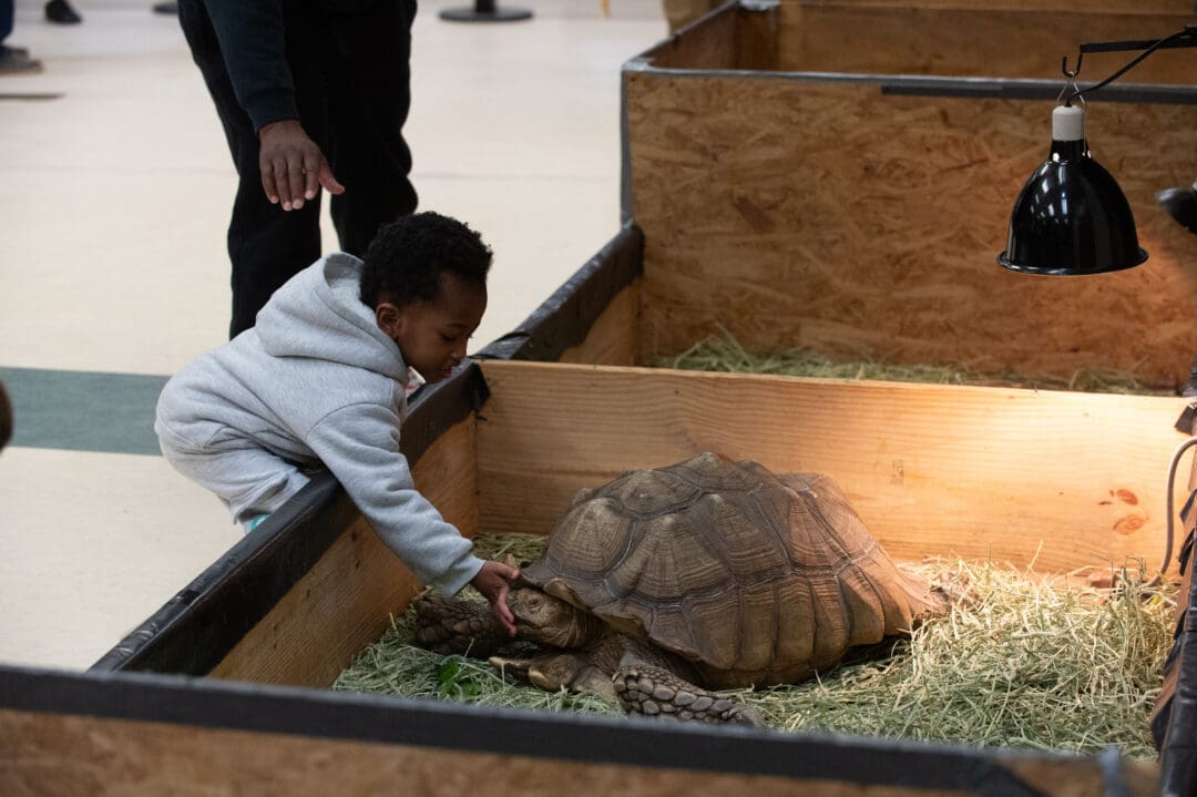 Little boy touching turtle during RAAW