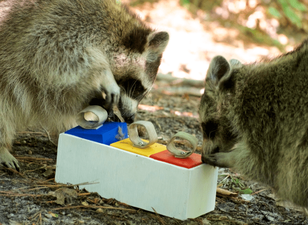 Raccoons solving an enrichment puzzle