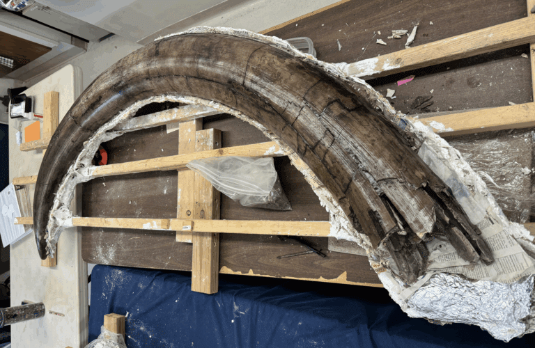 The right tusk of the Hart-Fiscella Mastodon.