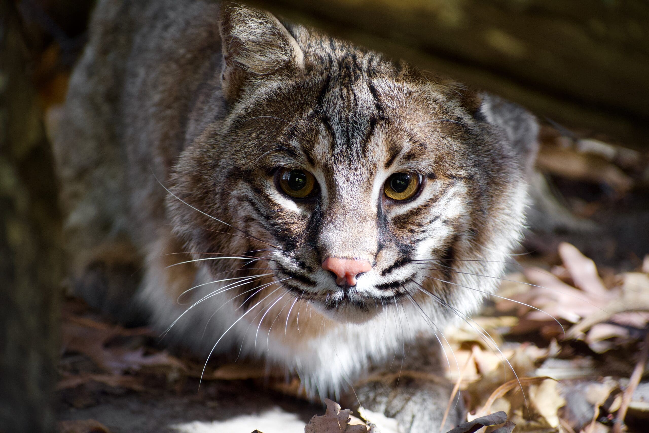 世界初動物発見史 Herbert Wendt Sarge-Bobcat-Fall-Crouching-3-