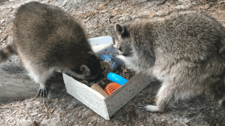Raccoons engaged by sensory enrichment