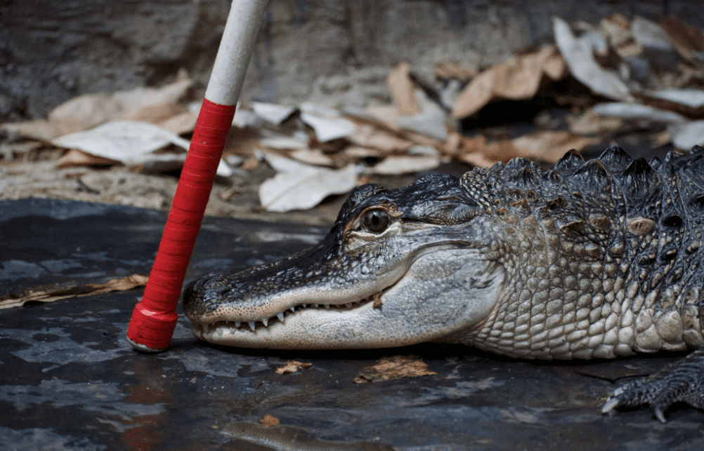 Alligator engaged in training