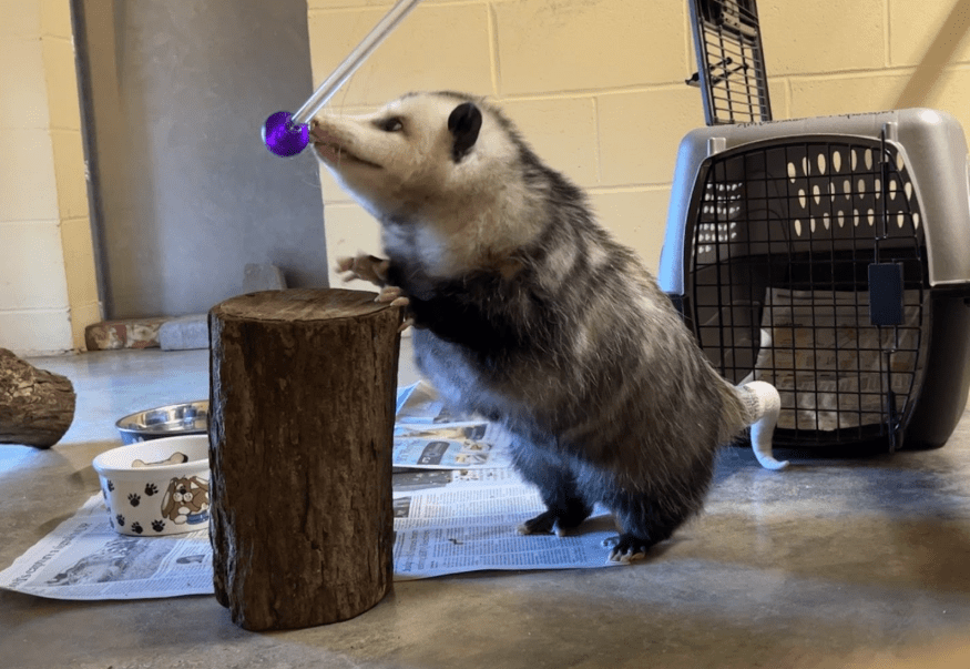 Opossum engaged in fitness for physical wellbeing
