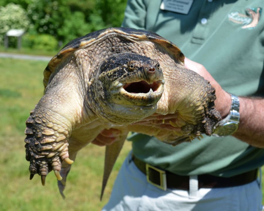 Virginia Living Museum Snapping Turtle Feeding (Video) Virginia