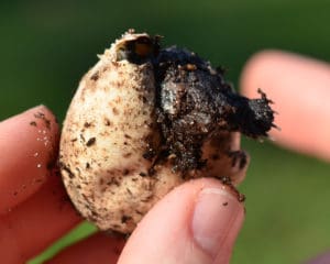 Common snapping turtle hatching. Photo Credit: Karl Rebenstorf