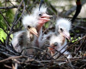 Snowy-4babies