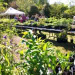 Fall Plant Sale Preview