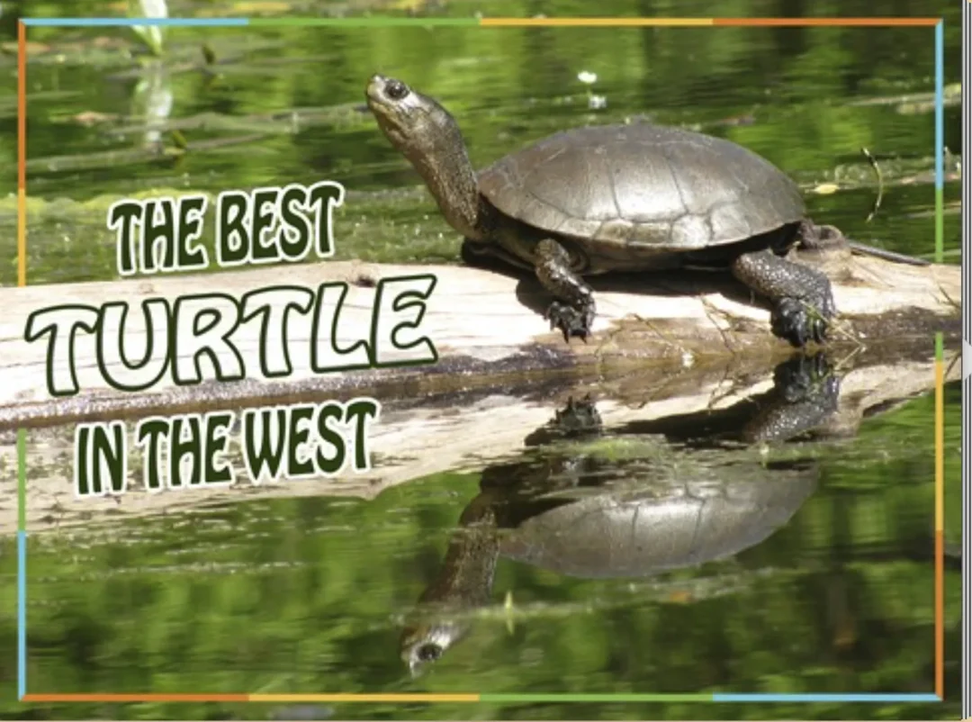 The Best Turtle in the West