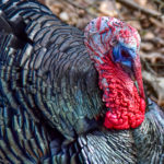 LIVE Natural Education- Turkeys