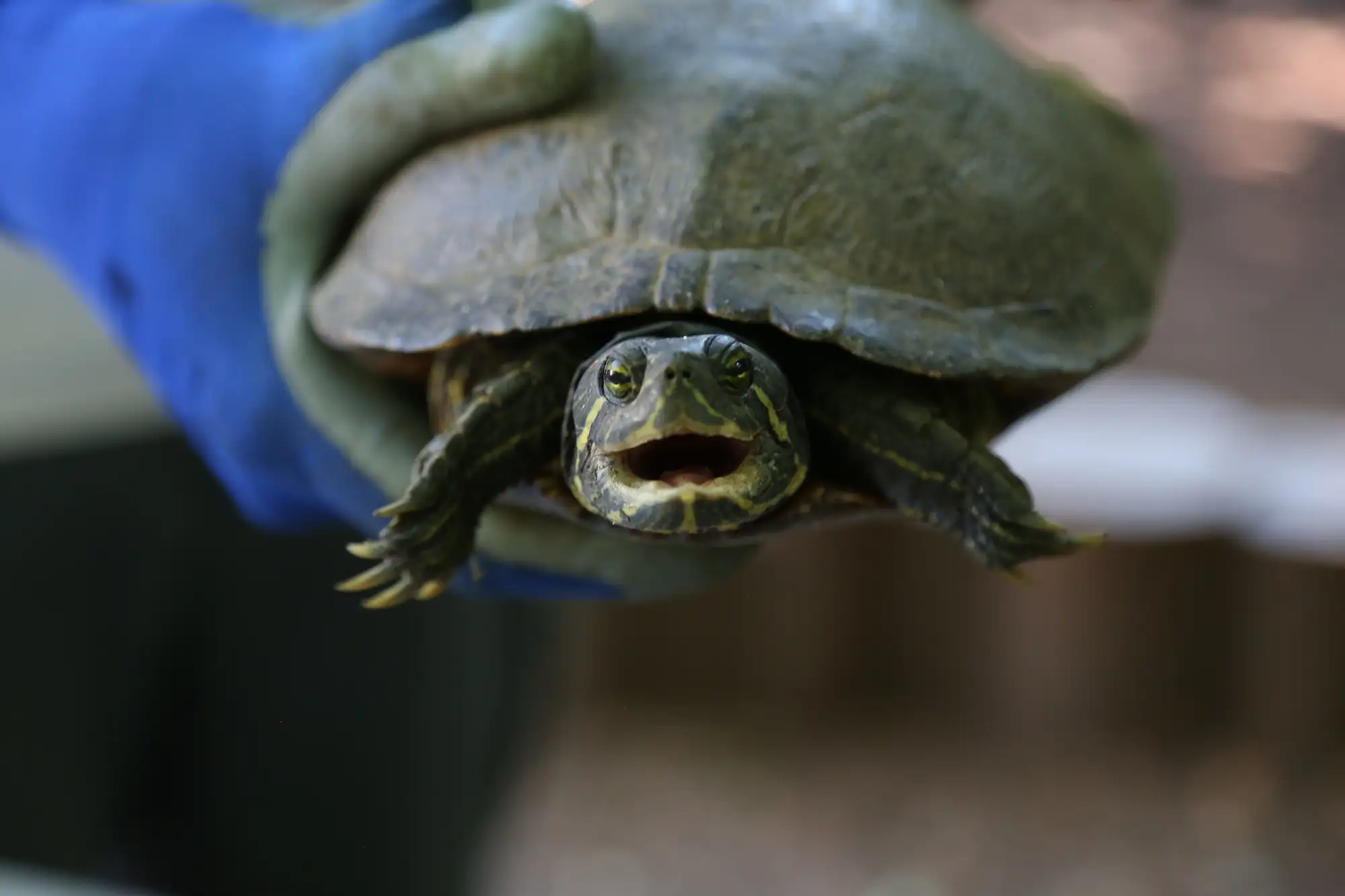 Turtle Census