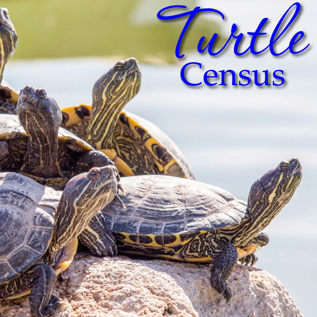 Turtle Census