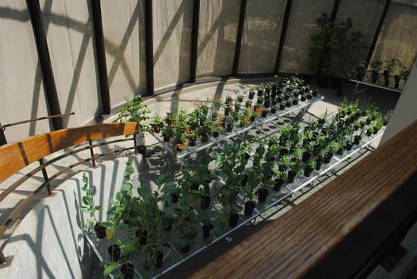 Holt Native Plant Conservatory
