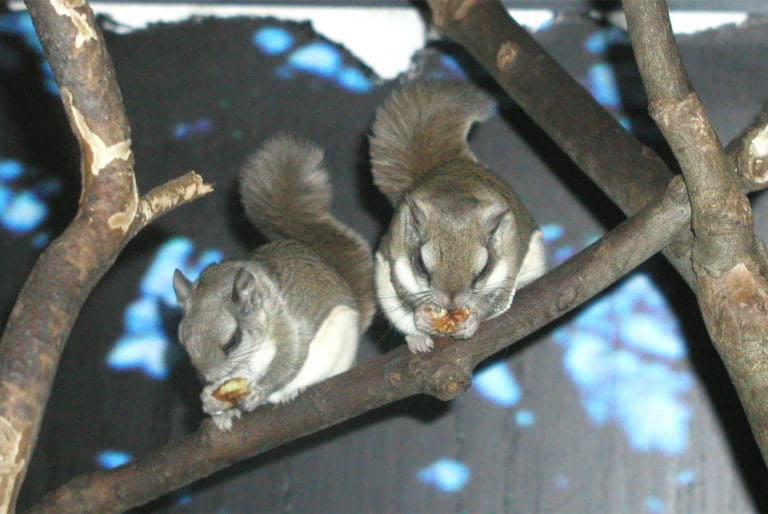 Virginia Living Museum Flying Squirrel Virginia Living Museum