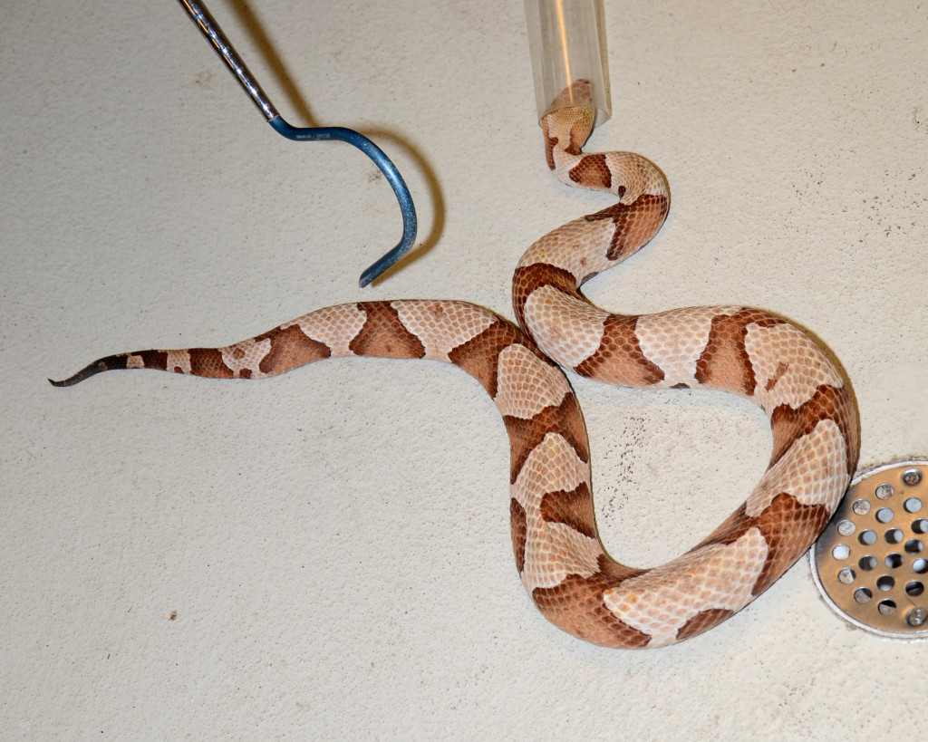 Handling venomous snakes, like this copperhead, requires the right equipment and years of experience. Leave it to the professionals! Photo credit: Karl Rebenstorf