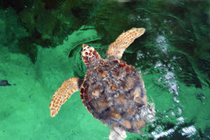 adult turtle at surface