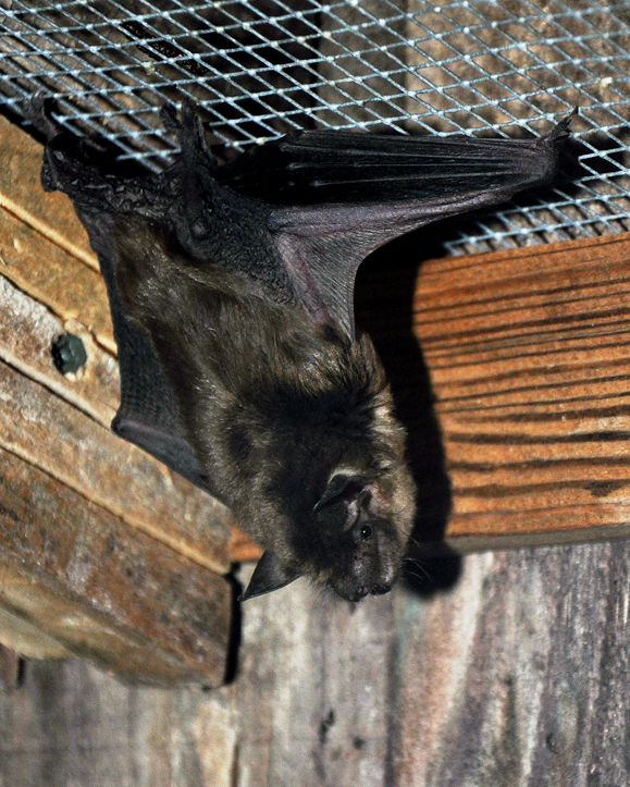 bat 4_edited-1sm