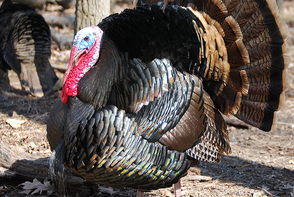 Virginia Living Museum Wild Turkeys