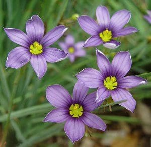 Blue-Eyed Grass