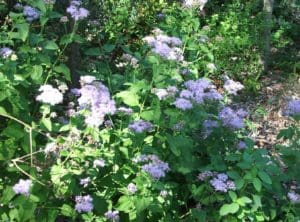 Blue Mistflower