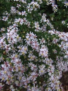 Blue Wood Aster