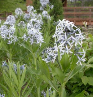 Bluestar