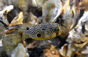 burrfish over oysters