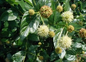 Buttonbush