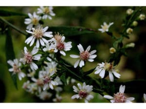 Calico Aster