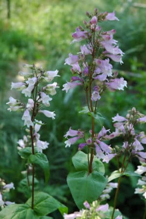 Calico Beardtongue