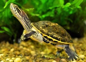chicken-turtle-neck-stretched-out-20130215-LRW