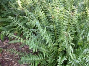 Christmas Fern