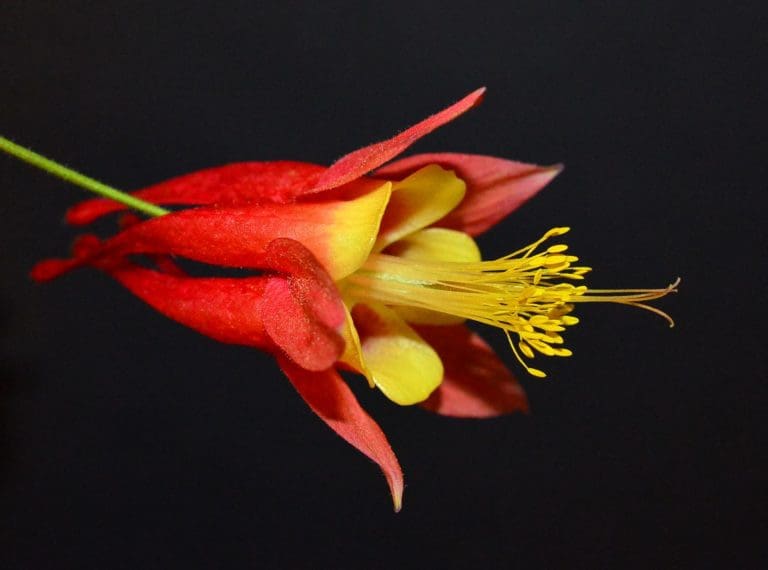 Wild Columbine