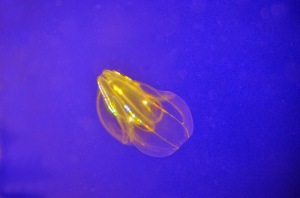 Ctenophores or comb jellies are harmless and often luminesce at night. 
