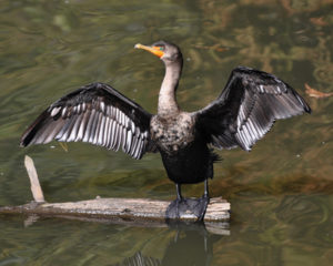 cormorant 2rgb