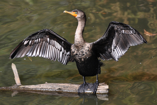 cormorant -header