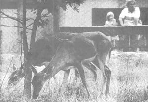 Museum attendees watch two white tail deer in their habitat. [Photo by the Associated Press]