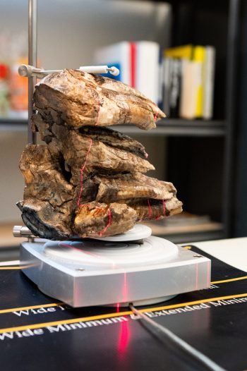 3DScanMastodon-1