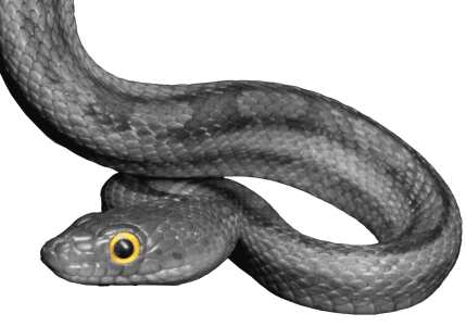 RAAW Snake Silo