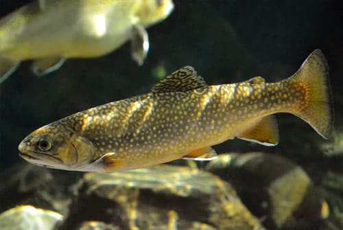 Virginia Living Museum Trout Virginia Living Museum